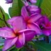5 Purple White Plumeria Flower Seeds, Plumeria Seeds For Planting, Plumeria Frangipani Seeds, Plumeria Plant Seeds, Tropical Flower Plant, Perennial Flower Seeds