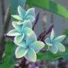 5 Rare Blue Plumeria Flower Seeds, Plumeria Seeds For Planting, Plumeria Frangipani Seeds, Plumeria Plant Seeds, Tropical Flower Plant, Perennial Flower Seeds