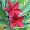 5 Red Plumeria Flower Seeds, Plumeria Seeds For Planting, Plumeria Frangipani Seeds, Plumeria Plant Seeds, Tropical Flower Plant, Perennial Flower Seeds