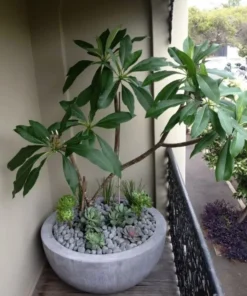 5 Red Plumeria Flower Seeds, Plumeria Seeds For Planting, Plumeria Frangipani Seeds, Plumeria Plant Seeds, Tropical Flower Plant, Perennial Flower Seeds