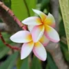 5 White Pink Yellow Plumeria Flower Seeds, Plumeria Seeds For Planting, Plumeria Frangipani Seeds, Plumeria Plant Seeds, Tropical Flower Plant, Perennial Flower Seeds