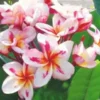 5 White Yellow Pink Plumeria Flower Seeds, Plumeria Seeds For Planting, Plumeria Frangipani Seeds, Plumeria Plant Seeds, Tropical Flower Plant, Perennial Flower Seeds