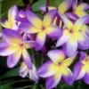 5 Yellow Purple Plumeria Flower Seeds, Plumeria Seeds For Planting, Plumeria Frangipani Seeds, Plumeria Plant Seeds, Tropical Flower Plant, Perennial Flower Seeds