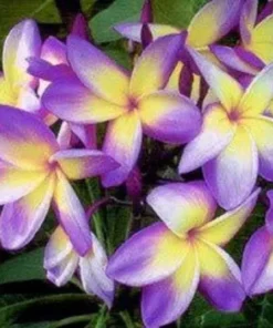 5 Yellow Purple Plumeria Flower Seeds, Plumeria Seeds For Planting, Plumeria Frangipani Seeds, Plumeria Plant Seeds, Tropical Flower Plant, Perennial Flower Seeds