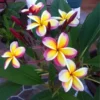 5 Yellow White Purple Plumeria Flower Seeds, Plumeria Seeds For Planting, Plumeria Frangipani Seeds, Plumeria Plant Seeds, Tropical Flower Plant, Perennial Flower Seeds