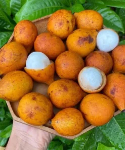 Achachairu Achacha Live Fruit Tree 18-24 Inches - Tropical Golden Fruit Tree