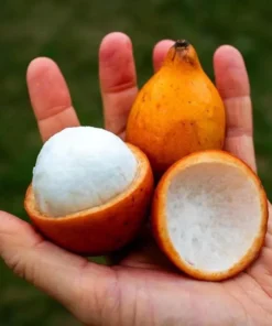 Achachairu Achacha Live Fruit Tree 18-24 Inches - Tropical Golden Fruit Tree