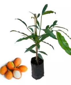 Achachairu Achacha Live Fruit Tree 18-24 Inches - Tropical Golden Fruit Tree