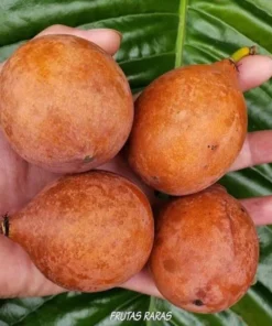 Achachairu Achacha Live Fruit Tree 18-24 Inches - Tropical Golden Fruit Tree