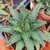 Agave Victoria Regina | 4in pot