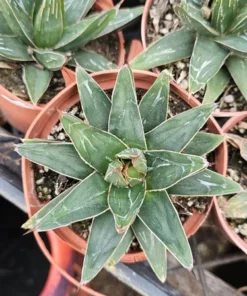 Agave Victoria Regina | 4in pot