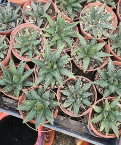 Agave Victoria Regina | 4in pot