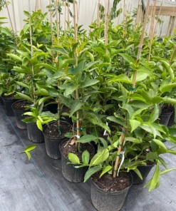 Airlayered Red Wax Jambu Tree 2-3 Feet Tall in Pot with Soil Fast Shipping