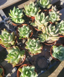 Aloe Brevifolia | 4in | 6in | 10in