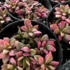 Anacampseros telephiastrum f. variegatum 'Sunrise' | 2in pot | Rare Succulent