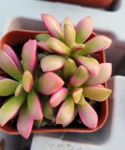 Anacampseros telephiastrum f. variegatum 'Sunrise' | 2in pot | Rare Succulent