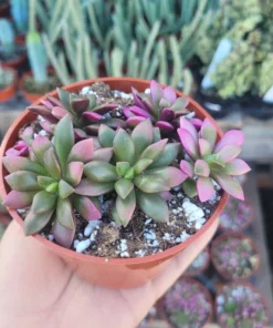 Anacampseros telephiastrum f. variegatum 'Sunrise' | 2in pot | Rare Succulent