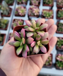 Anacampseros telephiastrum f. variegatum 'Sunrise' | 2in pot | Rare Succulent