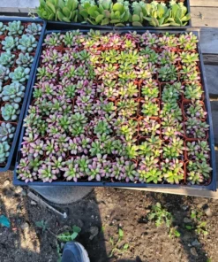 Anacampseros telephiastrum f. variegatum 'Sunrise' | 2in pot | Rare Succulent