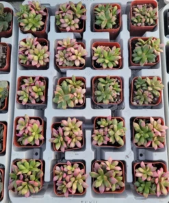 Anacampseros telephiastrum f. variegatum 'Sunrise' | 2in pot | Rare Succulent