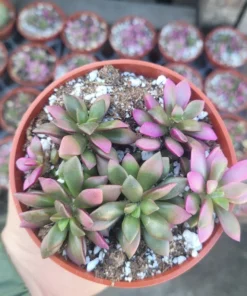 Anacampseros telephiastrum f. variegatum 'Sunrise' | 2in pot | Rare Succulent