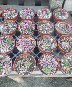 Anacampseros telephiastrum f. variegatum 'Sunrise' | 2in pot | Rare Succulent