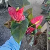 Anthurium 'Coral Champion' Red | 4in pot| Flowering House Plant | Flowering Anthurium