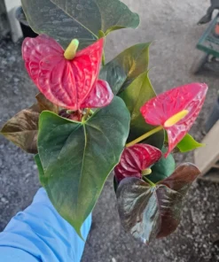 Anthurium 'Coral Champion' Red | 4in pot| Flowering House Plant | Flowering Anthurium