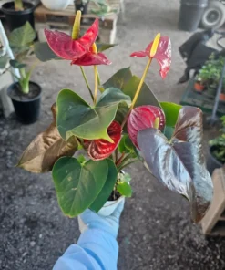 Anthurium 'Coral Champion' Red | 4in pot| Flowering House Plant | Flowering Anthurium