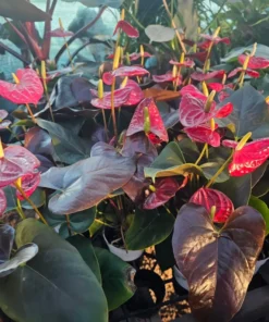 Anthurium 'Coral Champion' Red | 4in pot| Flowering House Plant | Flowering Anthurium