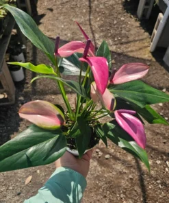 Anthurium Zizou | Andraeanum Anthurium | Pink Plant | Pink Flower | Flowering Houseplant | 4in pot