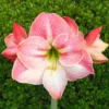 Apple Blossom Amaryllis Set of 2 Large Flowering Bulbs for Home or Garden Decor