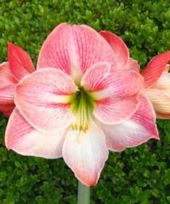 Apple Blossom Amaryllis Set of 2 Large Flowering Bulbs for Home or Garden Decor