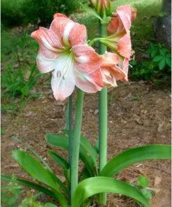Apple Blossom Amaryllis Set of 2 Large Flowering Bulbs for Home or Garden Decor