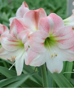 Apple Blossom Amaryllis Set of 2 Large Flowering Bulbs for Home or Garden Decor