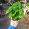 Arabica Coffee Plant 4in Pot – Indoor Potted Coffee Tree, Green Foliage, Easy Care