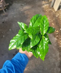 Arabica Coffee Plant 4in Pot – Indoor Potted Coffee Tree, Green Foliage, Easy Care