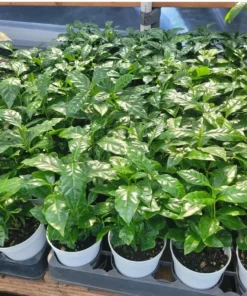 Arabica Coffee Plant 4in Pot – Indoor Potted Coffee Tree, Green Foliage, Easy Care