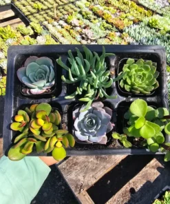 Assorted Succulents | Succulent Sampler | Pack of 6 | 2in pot | Party Favors | Wedding favor | Baby shower gift