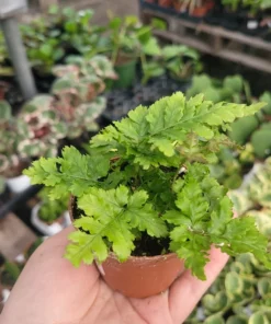 Autumn fern | Japanese shield Fern |Dryopteris Erythrosora | 2in pot