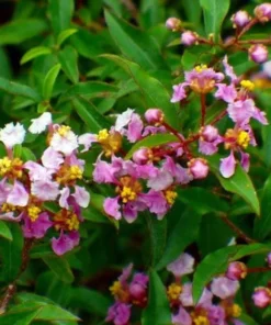 Barbados Cherry Tree - Live Acerola Plant 4-6 Inch