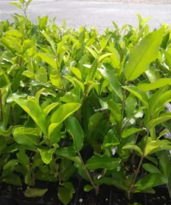 Barbados Cherry Tree - Live Acerola Plant 4-6 Inch