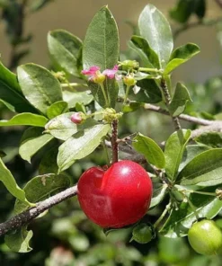 Barbados Cherry Tree - Live Acerola Plant 4-6 Inch