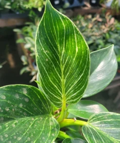 Birkin Philodendron 4in pot