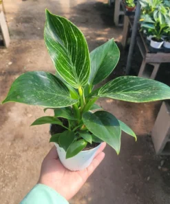 Birkin Philodendron 4in pot