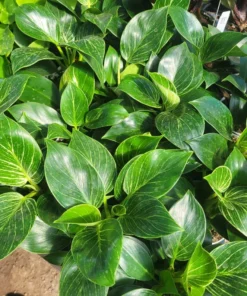 Birkin Philodendron 4in pot