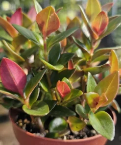 Black Goldfish Plant | Nematanthus gregarius | 2in pot | 4in pot