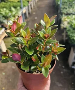 Black Goldfish Plant | Nematanthus gregarius | 2in pot | 4in pot