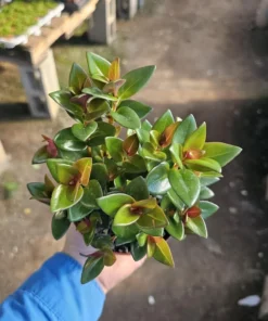 Black Goldfish Plant | Nematanthus gregarius | 2in pot | 4in pot