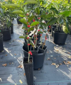 Blood Orange Tree Grafted Citrus Plant 3 Feet Tall with Pot and Soil